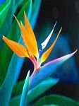 pic for Bird of Paradise, Hawaii